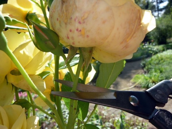 Produktbild Blumenschere Okatsune 304 mit langer Klinge, die für weiche Stämme geeignet ist