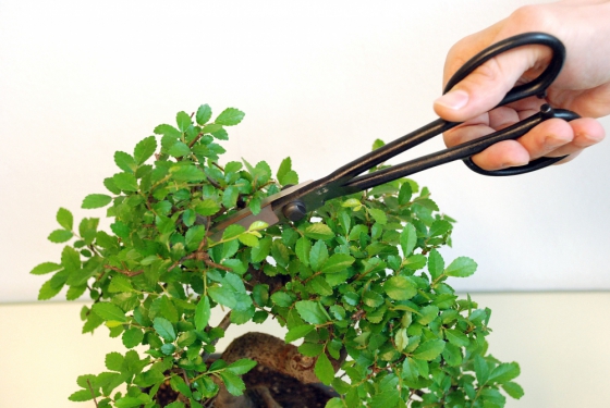 Produktbild Bonsai-Schere Okatsune 206: leichte Präzisions-Gartenschere
