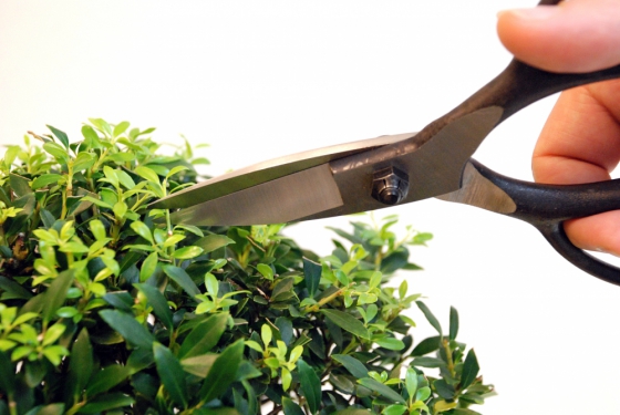Product image Bonsai scissors Okatsune 201: medium blade and protective stopper
