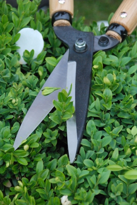 Product image Hedge shear Okatsune 204: medium handled, short-bladed