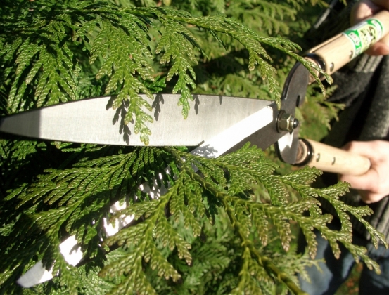 Product image Hedge shears Okatsune 231: short handled, long-bladed