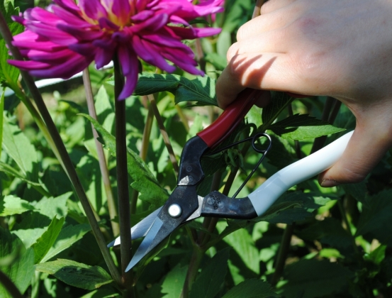 Product image Thinning shears Okatsune 307 with short blade suitable for harder (woody) stems